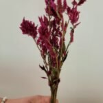 20251029_165341 Célosie