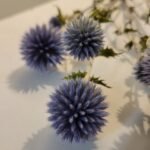 20251029_170224 Echinops