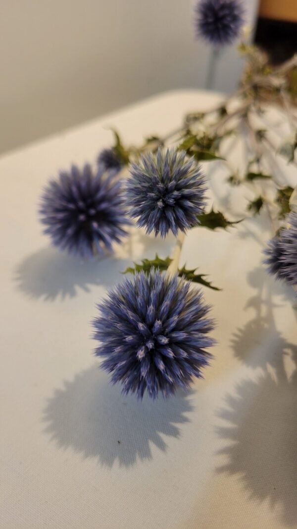 20251029_170224 Echinops