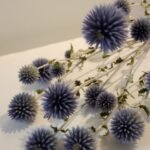 20251029_170340 Echinops