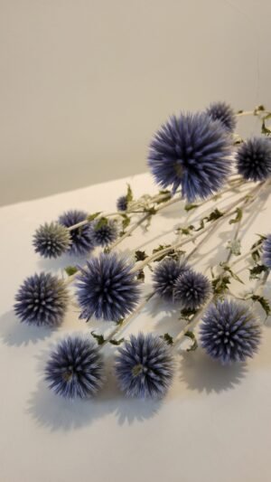 20251029_170340 Echinops
