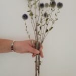 20251029_170512 Echinops