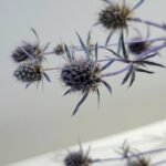 20251029_171629 Panicaut