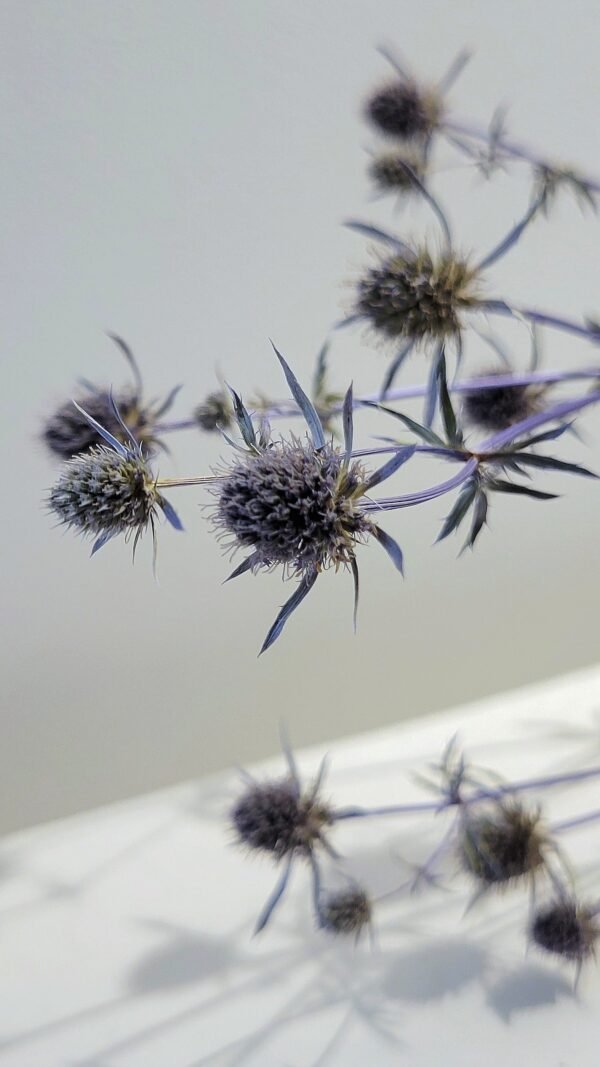 20251029_171629 Panicaut