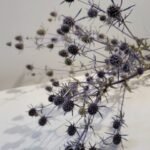 20251029_171751 Panicaut