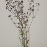 20251029_171844 Panicaut