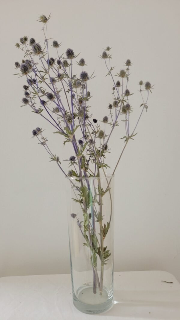 20251029_171844 Panicaut