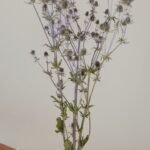 20251029_171913 Panicaut