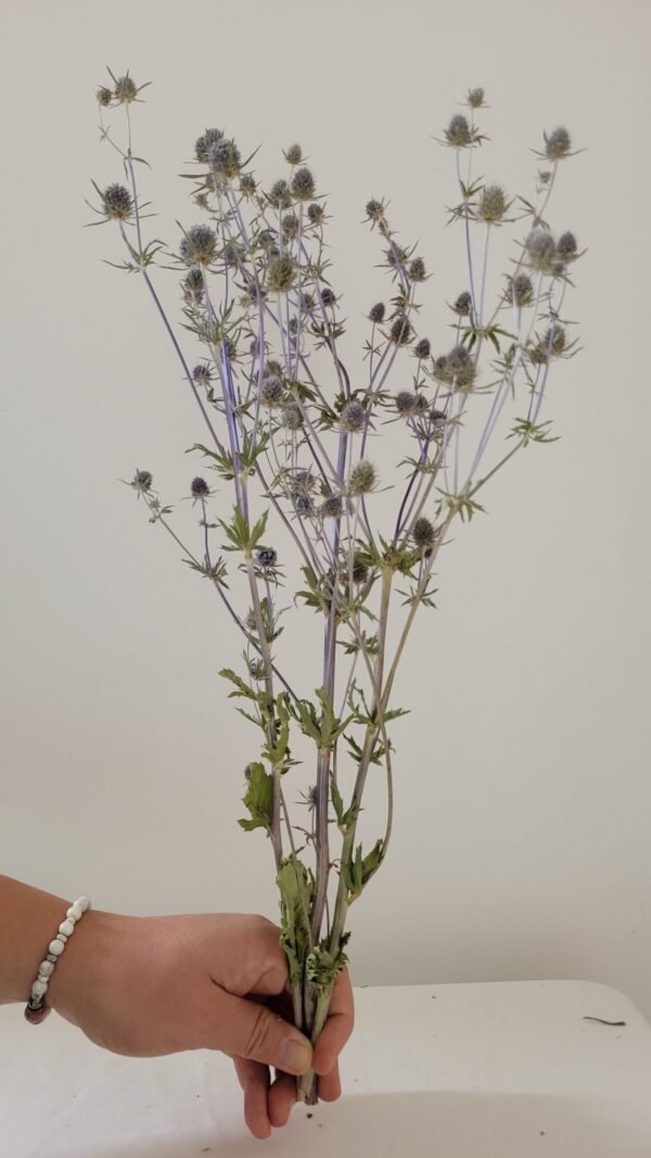 20251029_171913 Panicaut