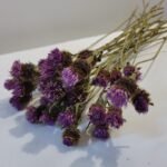 20251029_172917 Centaurée