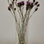 20251029_172947 Centaurée