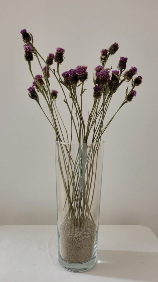 20251029_172947 Centaurée