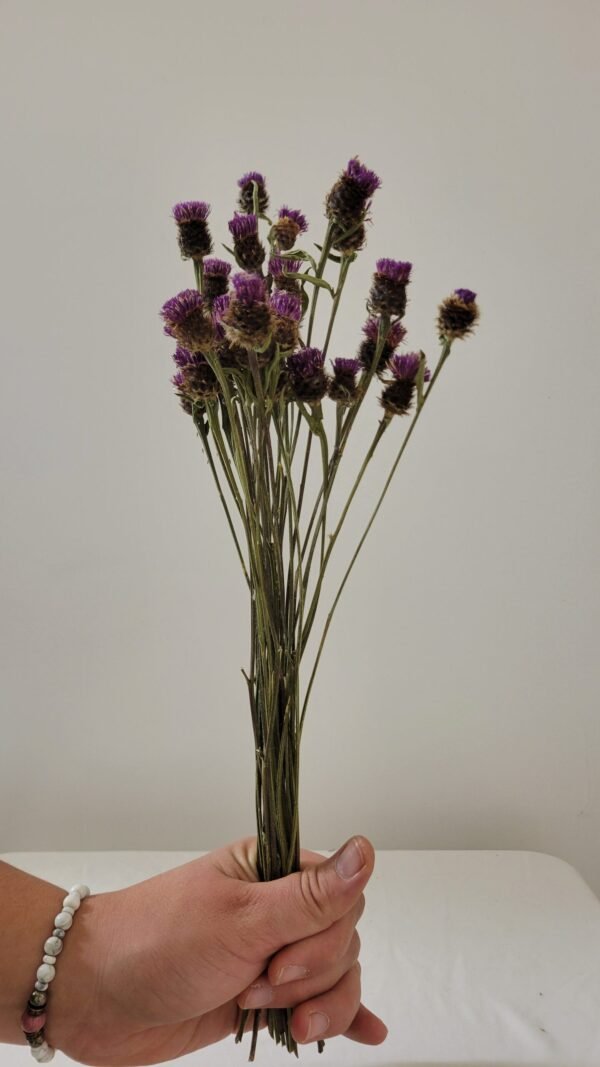 20251029_173003 Centaurée