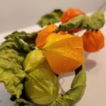 20251029_173559 Physalis