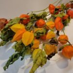 Physalis
