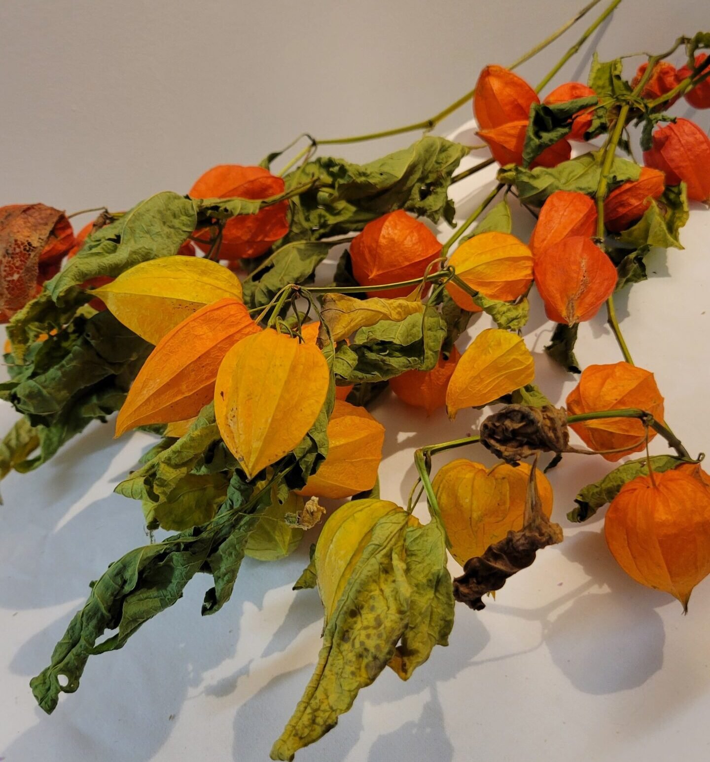 Physalis