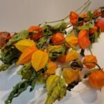 Physalis