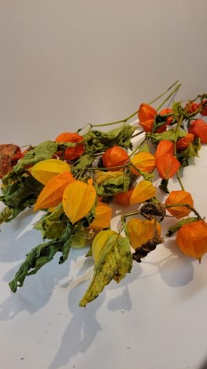 Physalis