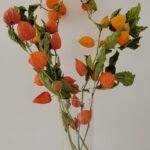 20251029_173836 Physalis