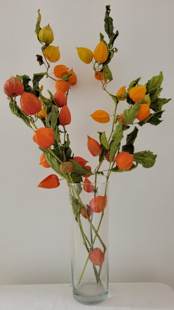 20251029_173836 Physalis