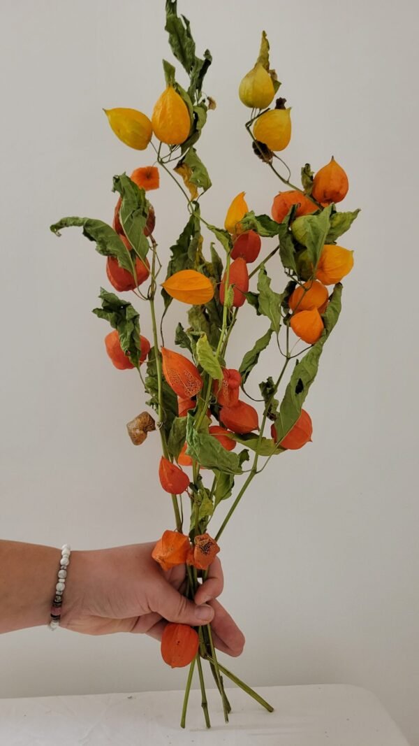 20251029_173910 Physalis