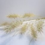 20251029_174254 Pennisetum