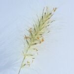 20251029_174317 Pennisetum villosum