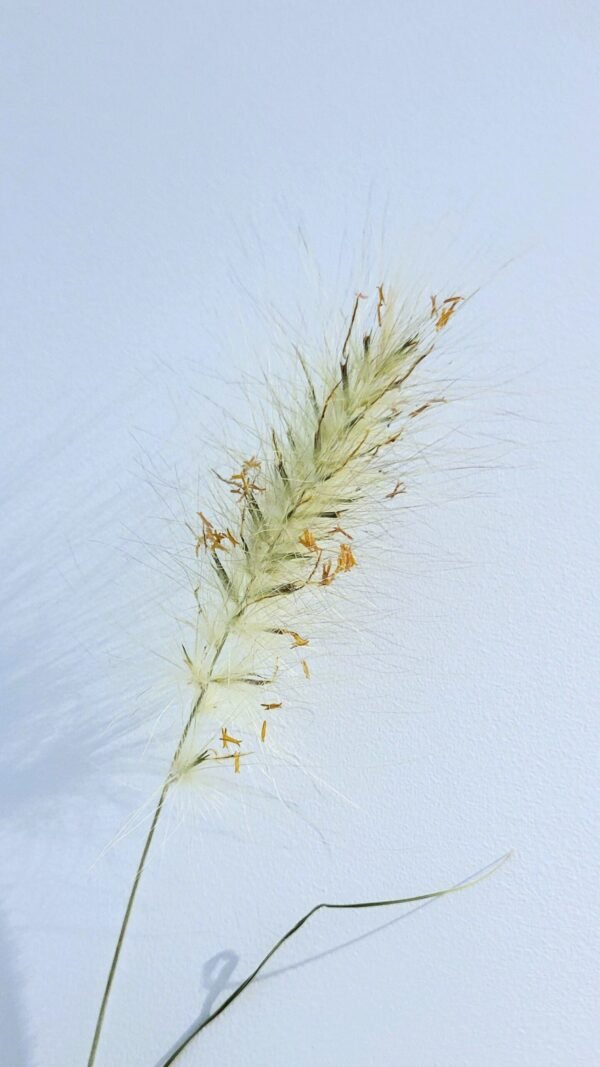 20251029_174317 Pennisetum villosum