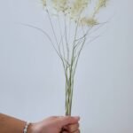 20251029_175414 Pennisetum villosum