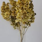 20251029_175732 Mollucelle