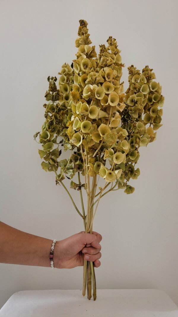 20251029_175810 Mollucelle