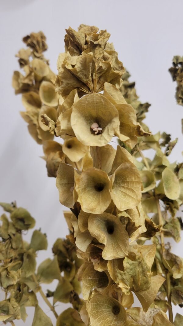 20260202_142826 Mollucelle