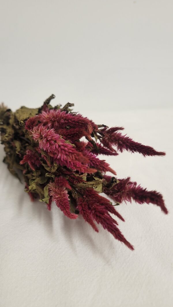 20260202_143021 Célosie