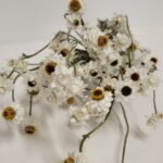 Botte d'ammobium séché