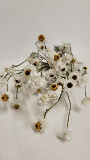 Botte d'ammobium séché