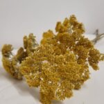 Botte d'achillée séchée