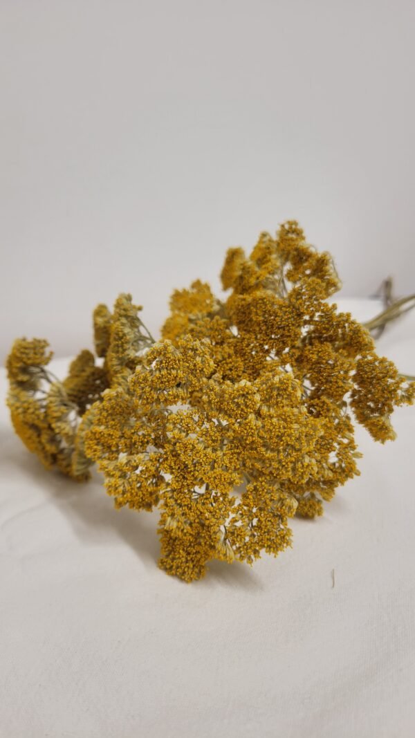 Botte d'achillée séchée