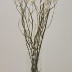 Ammobium