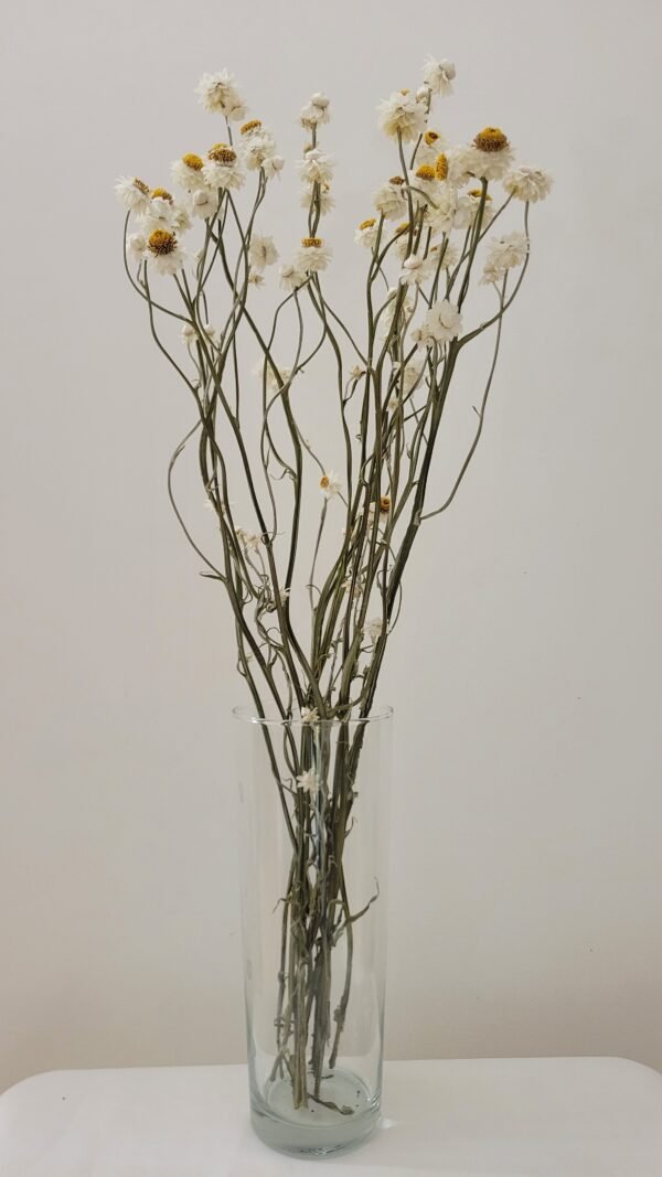Ammobium