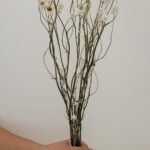 Ammobium