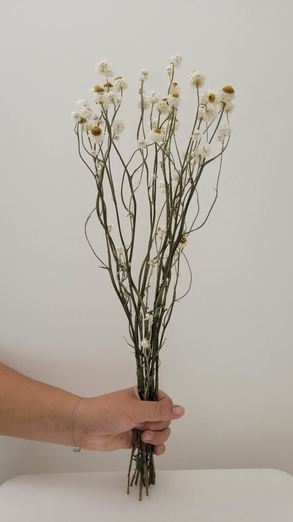 Ammobium
