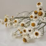 Ammobium