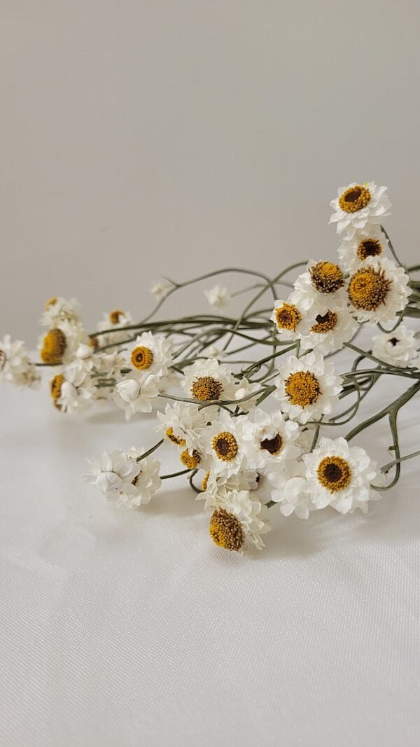 Ammobium