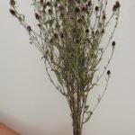 Centaurée violette