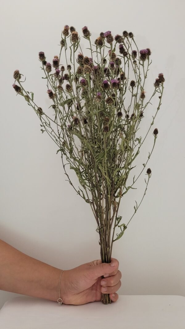 Centaurée violette