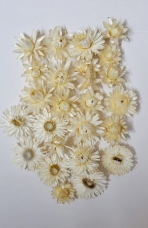 Boutons d'immortelles blancs