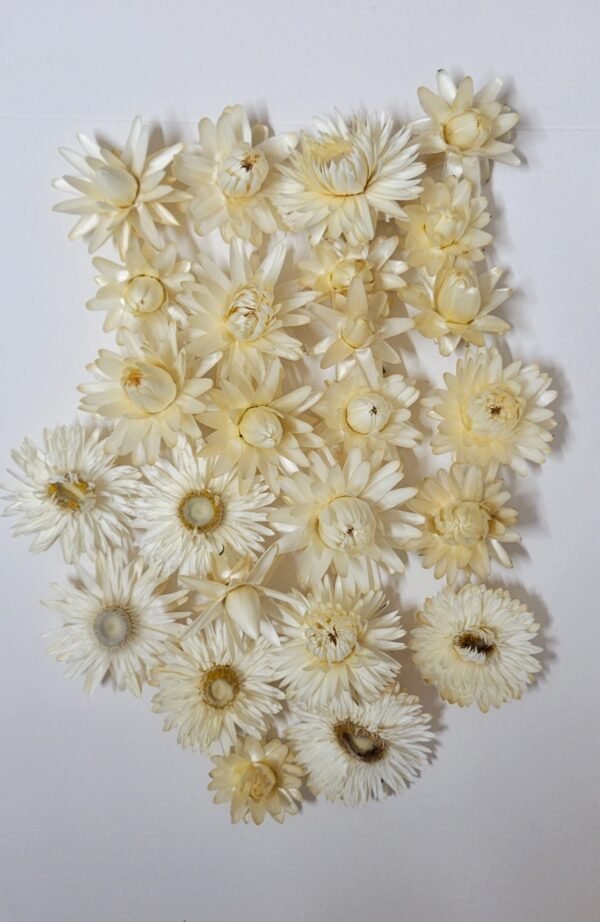 Boutons d'immortelles blancs