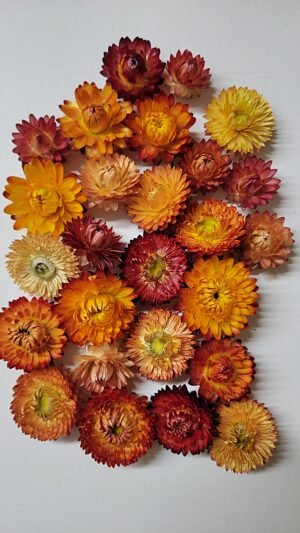 Boutons d'immortelles oranges