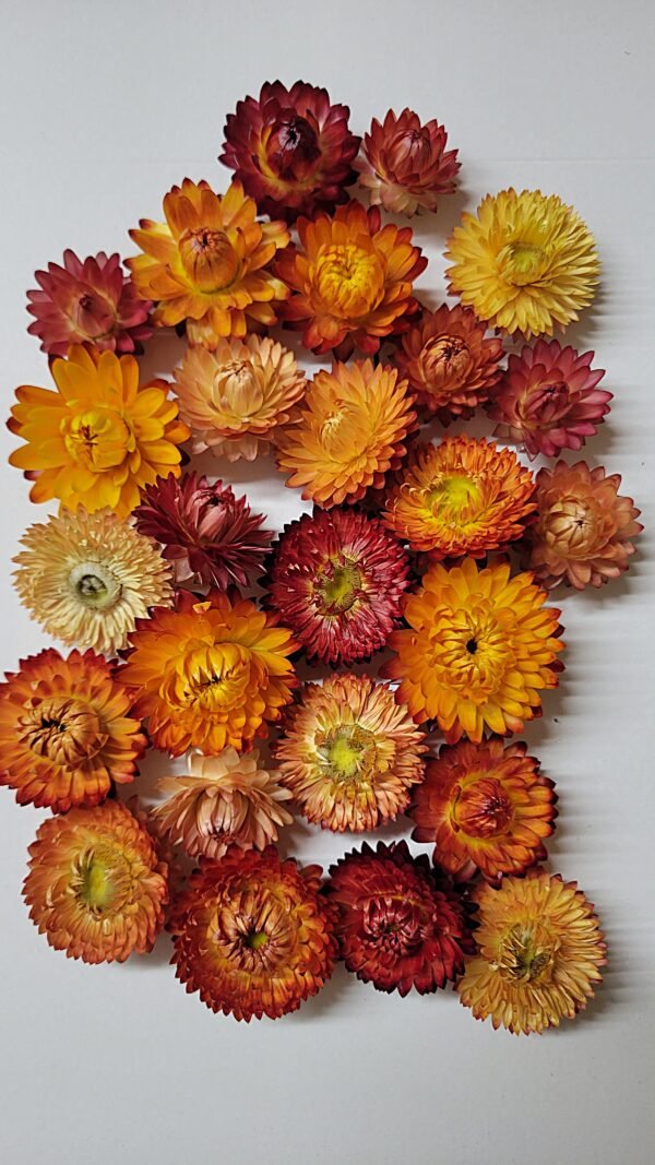 Boutons d'immortelles oranges