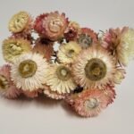 Immortelle pastel